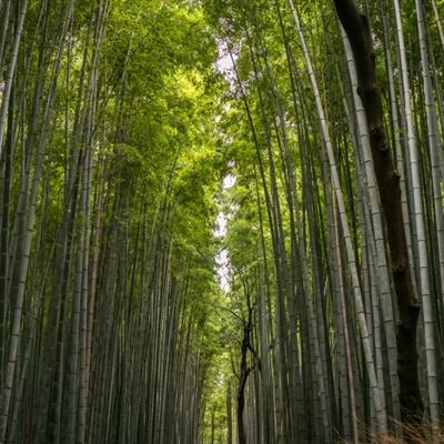 皇室塔防手游